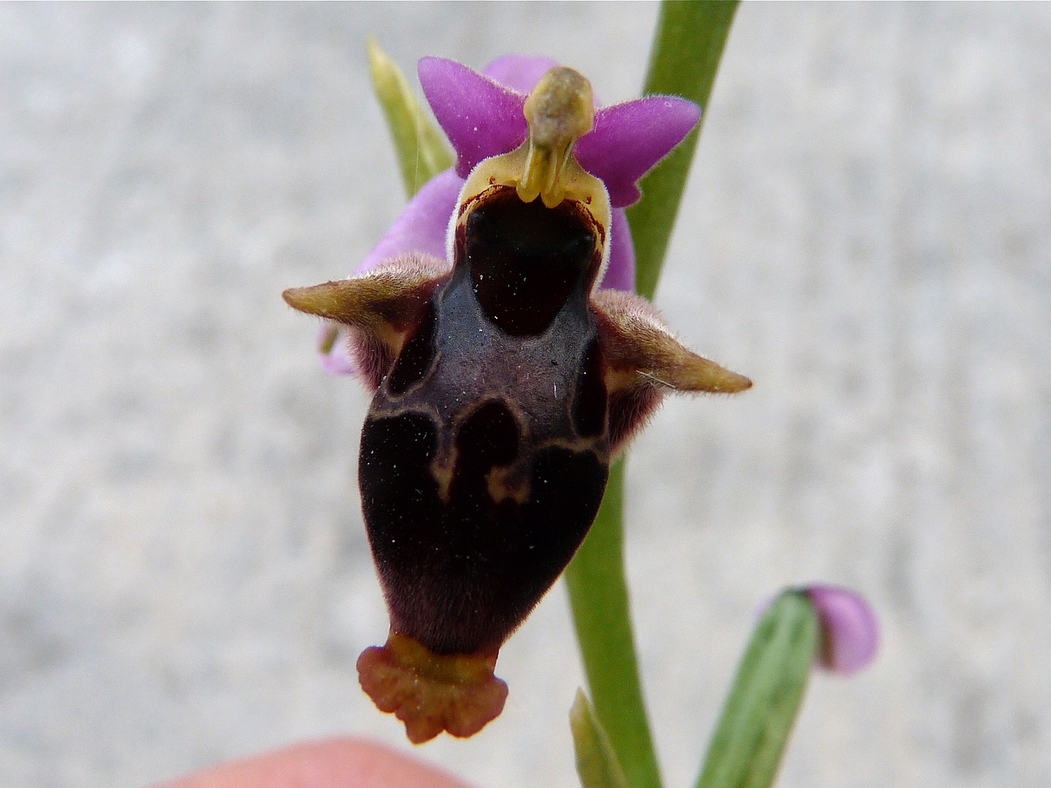 Heldreichs Ragwurz, Ophrys scolopax ssp. heldreichii