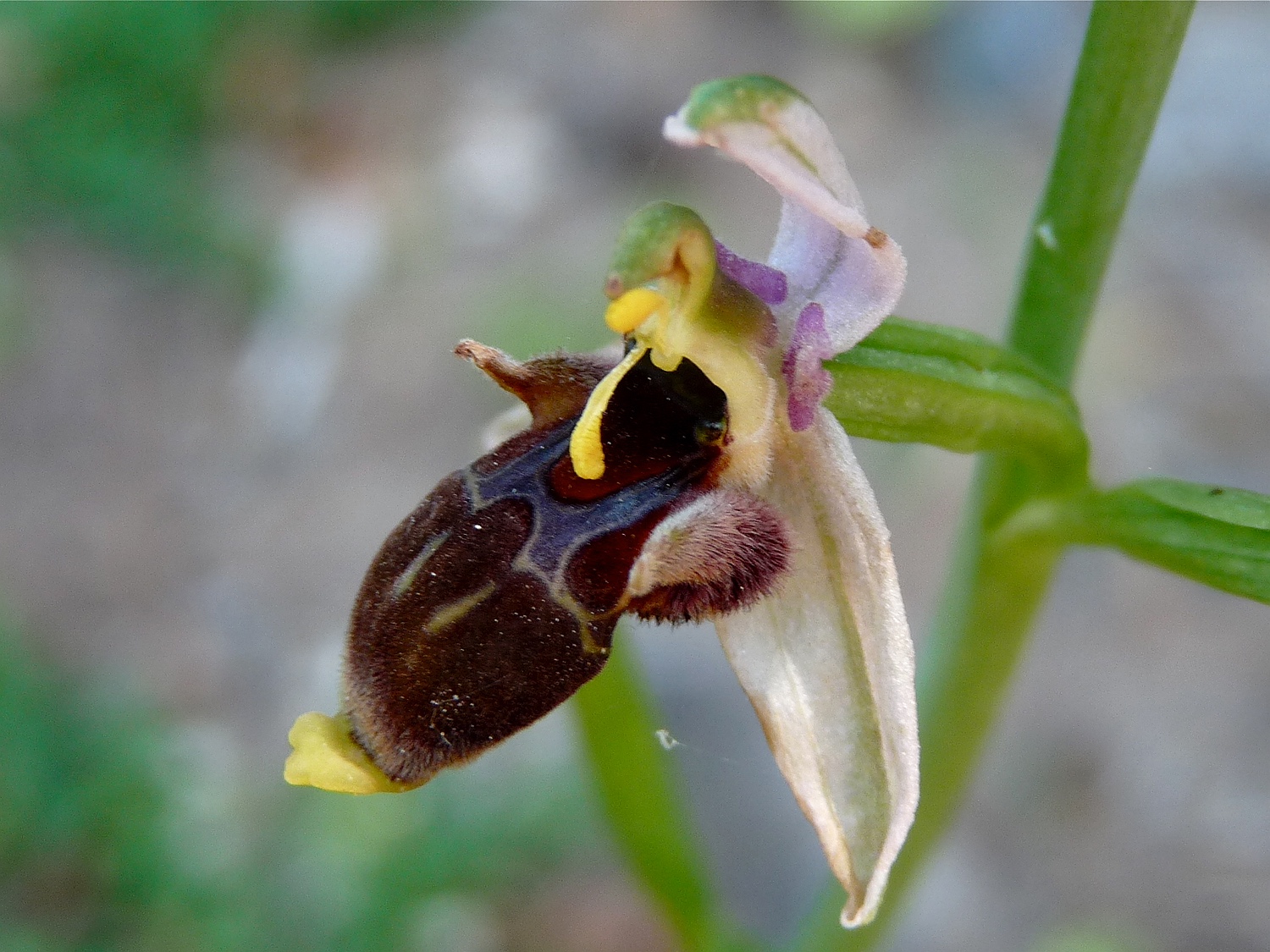 Ophrys scolopax heldreichi mit Pollinarien