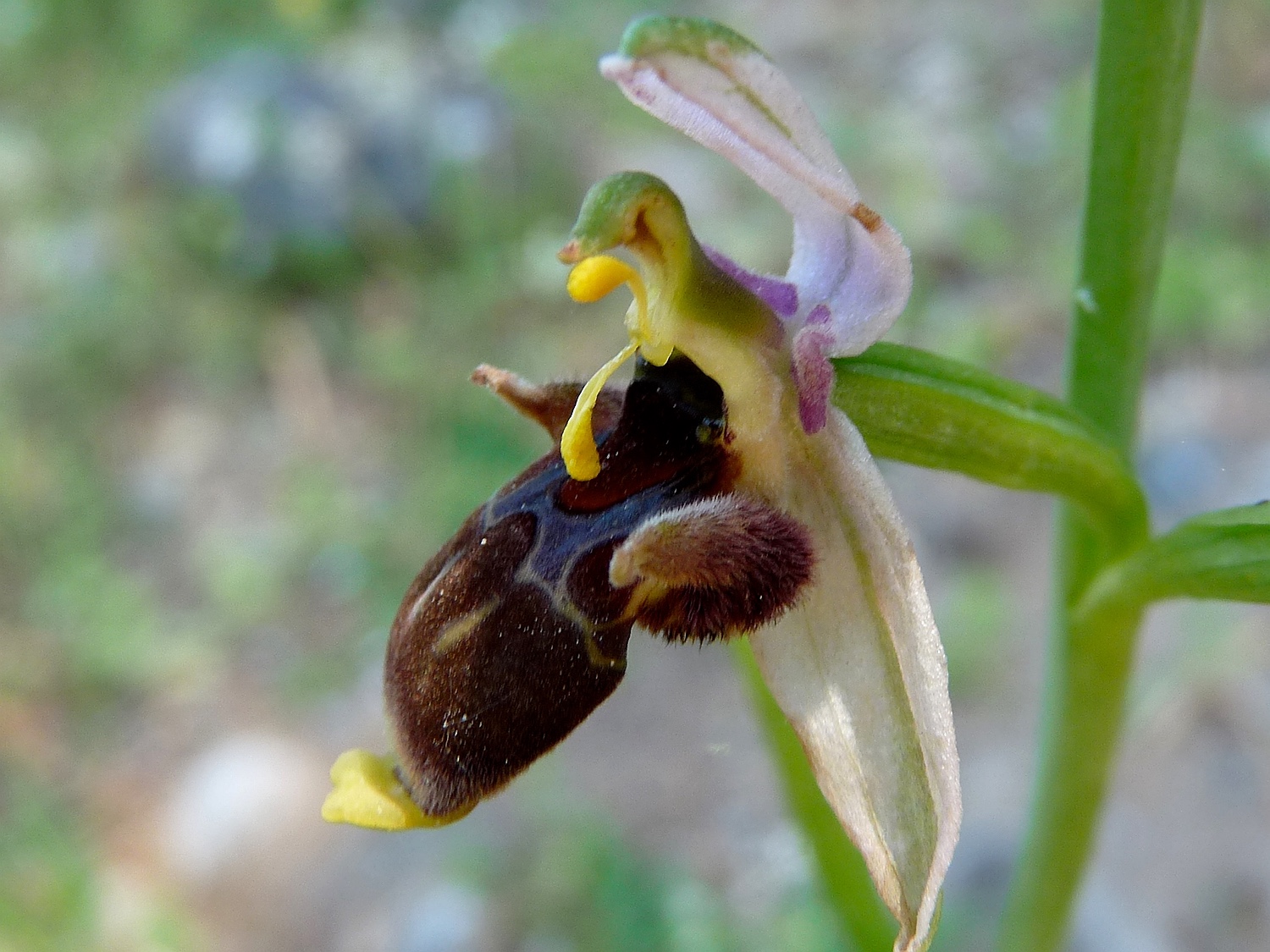 Ophrys scolopax heldreichii, Blüte mit Pollinarien