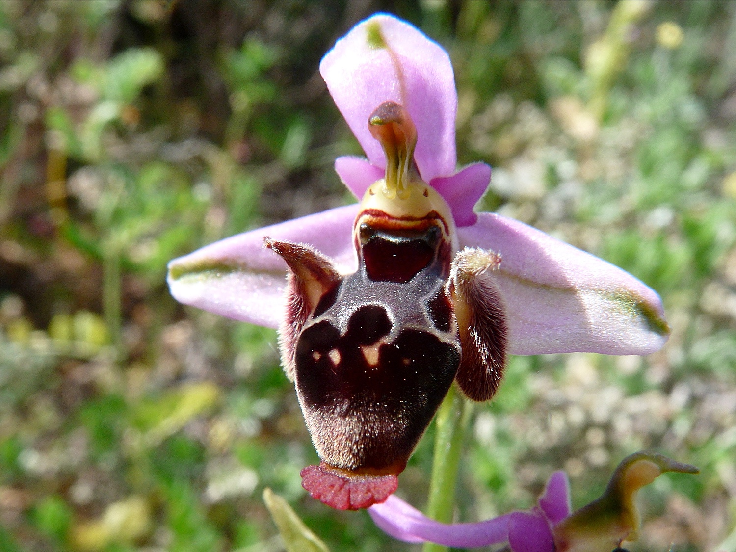 Schnepfen-Ragwurz, Ophrys scolopax ssp. scolopax