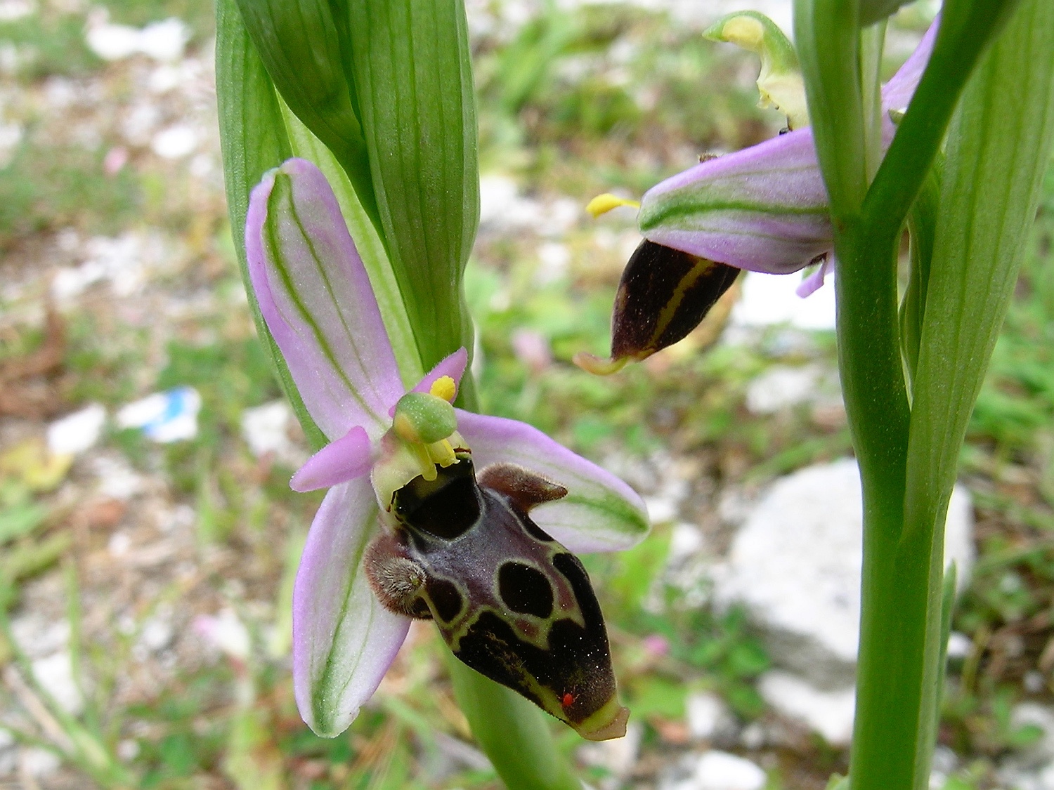 Schnepfen-Ragwurz, Ophrys scolopax ssp. scolopax