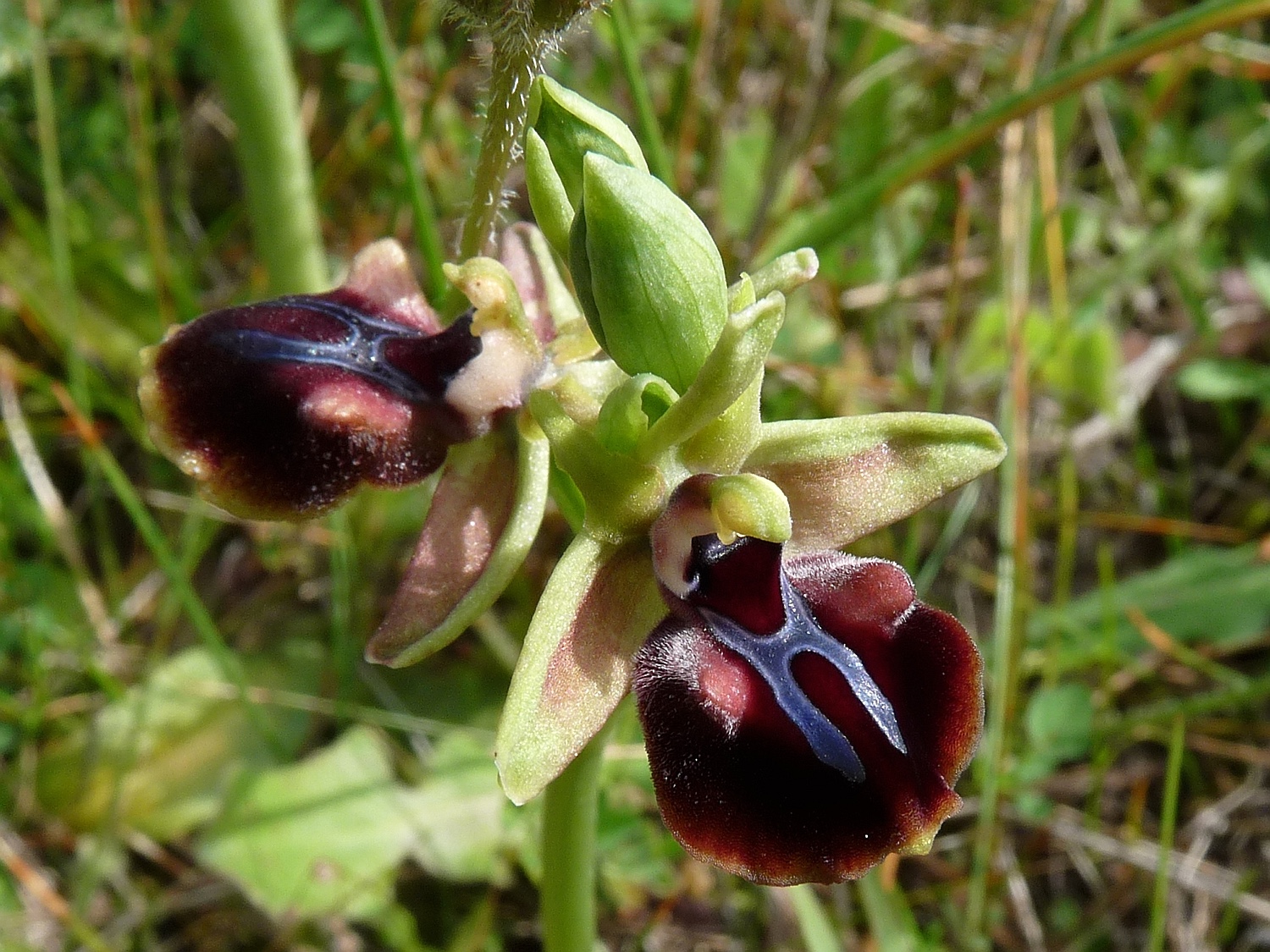 Busen-Ragwurz, Ophrys sphegodes ssp. mammosa