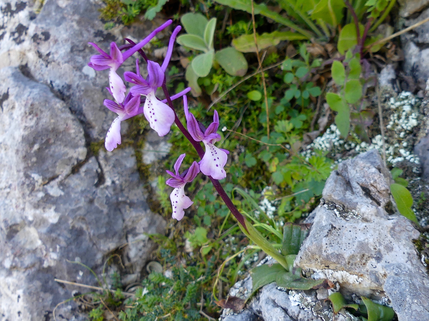 Anatolisches Knabenkraut, Orchis anatolica