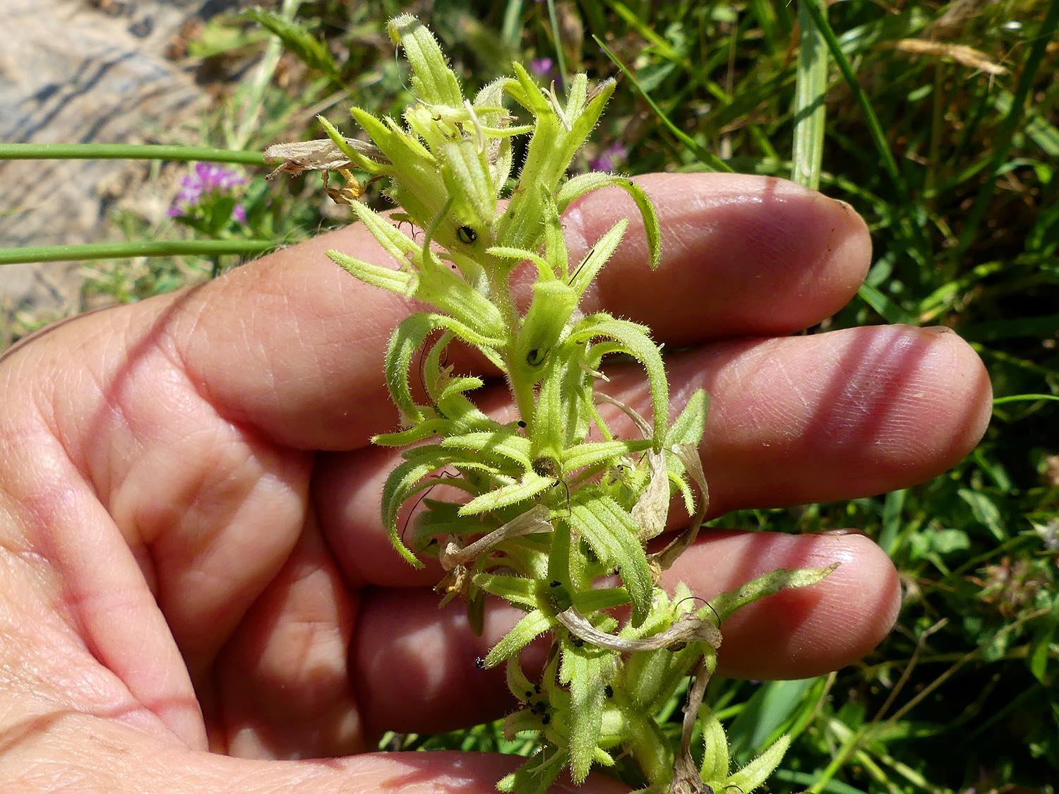 Klebrige Bellardie, Bellardia viscosa