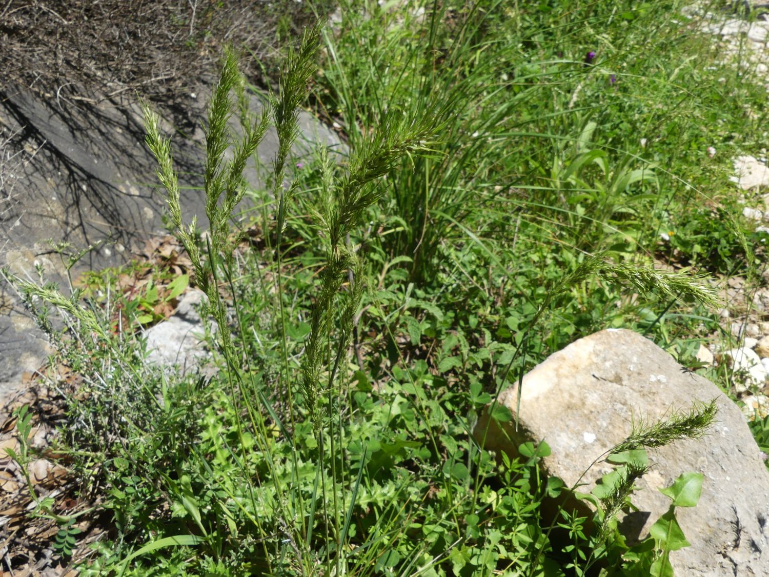 Knolliges Rispengras, Poa bulbosa