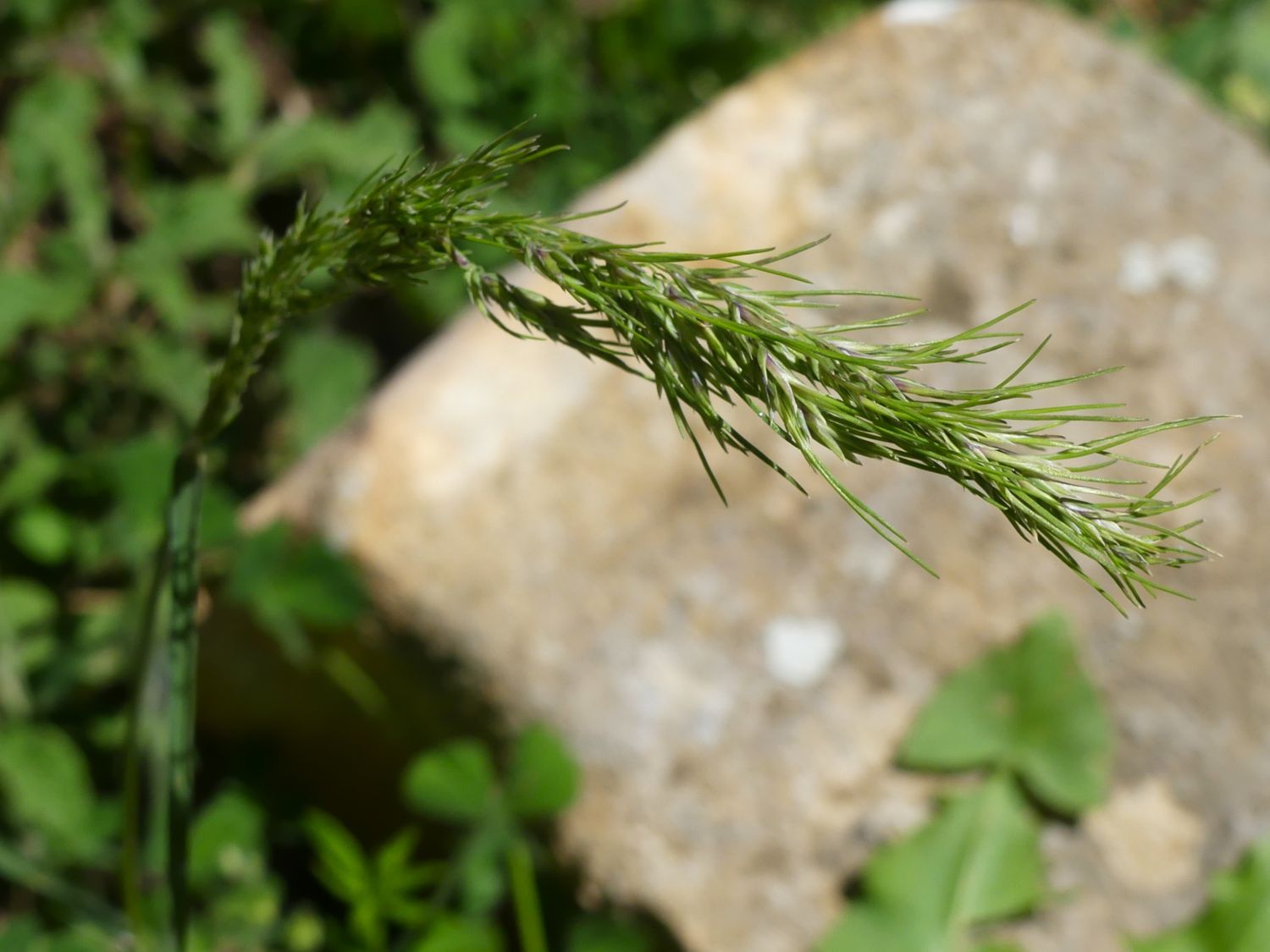 Knolliges Rispengras, Poa bulbosa