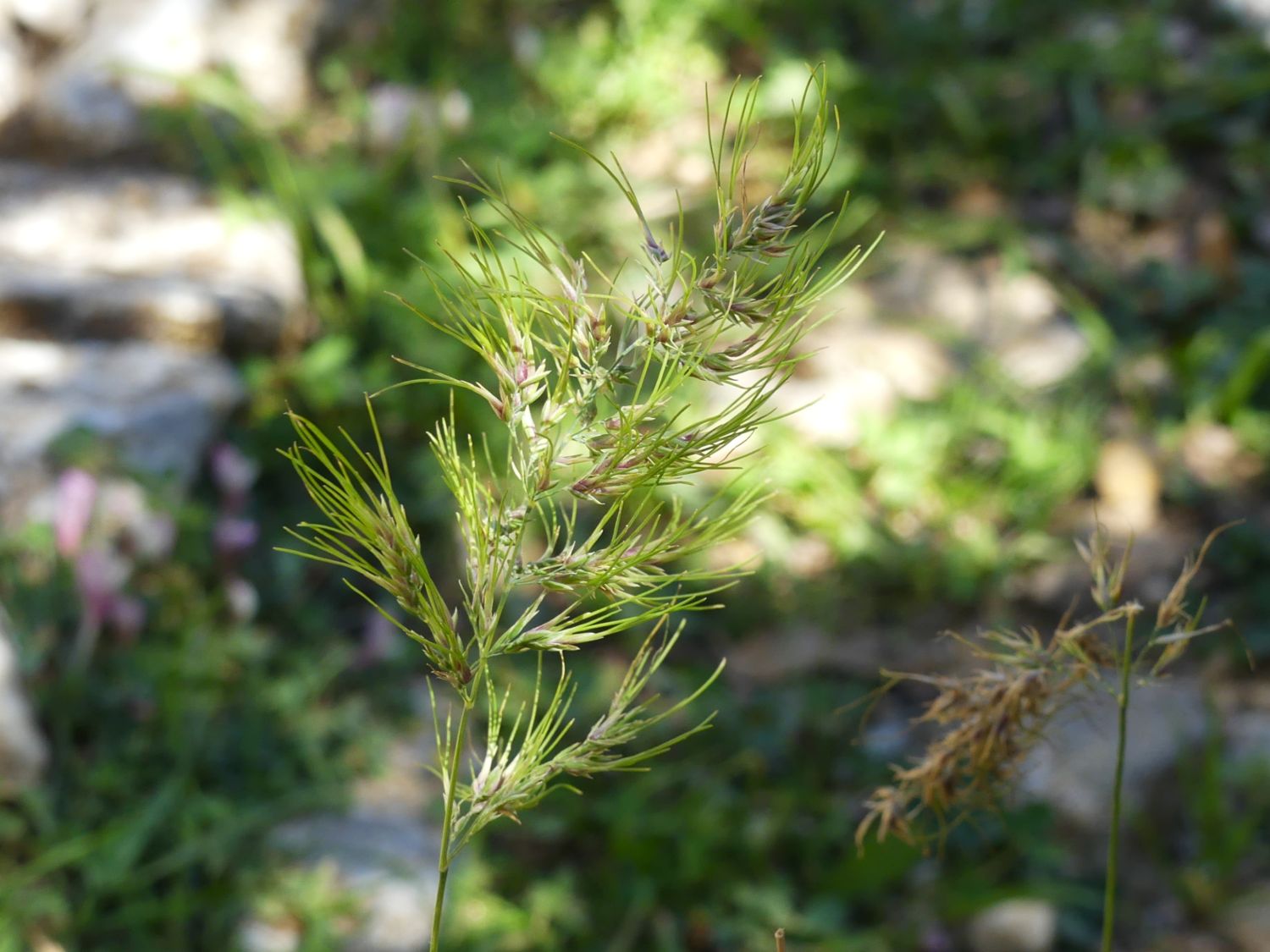 Knolliges Rispengras, Poa bulbosa