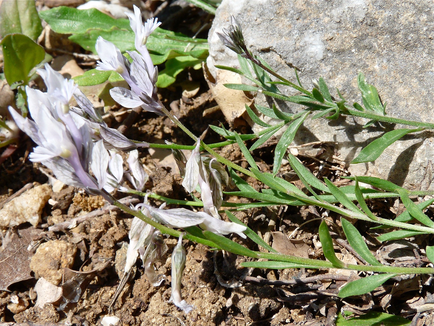 Geaderte Kreuzblume, Polygala venulosa