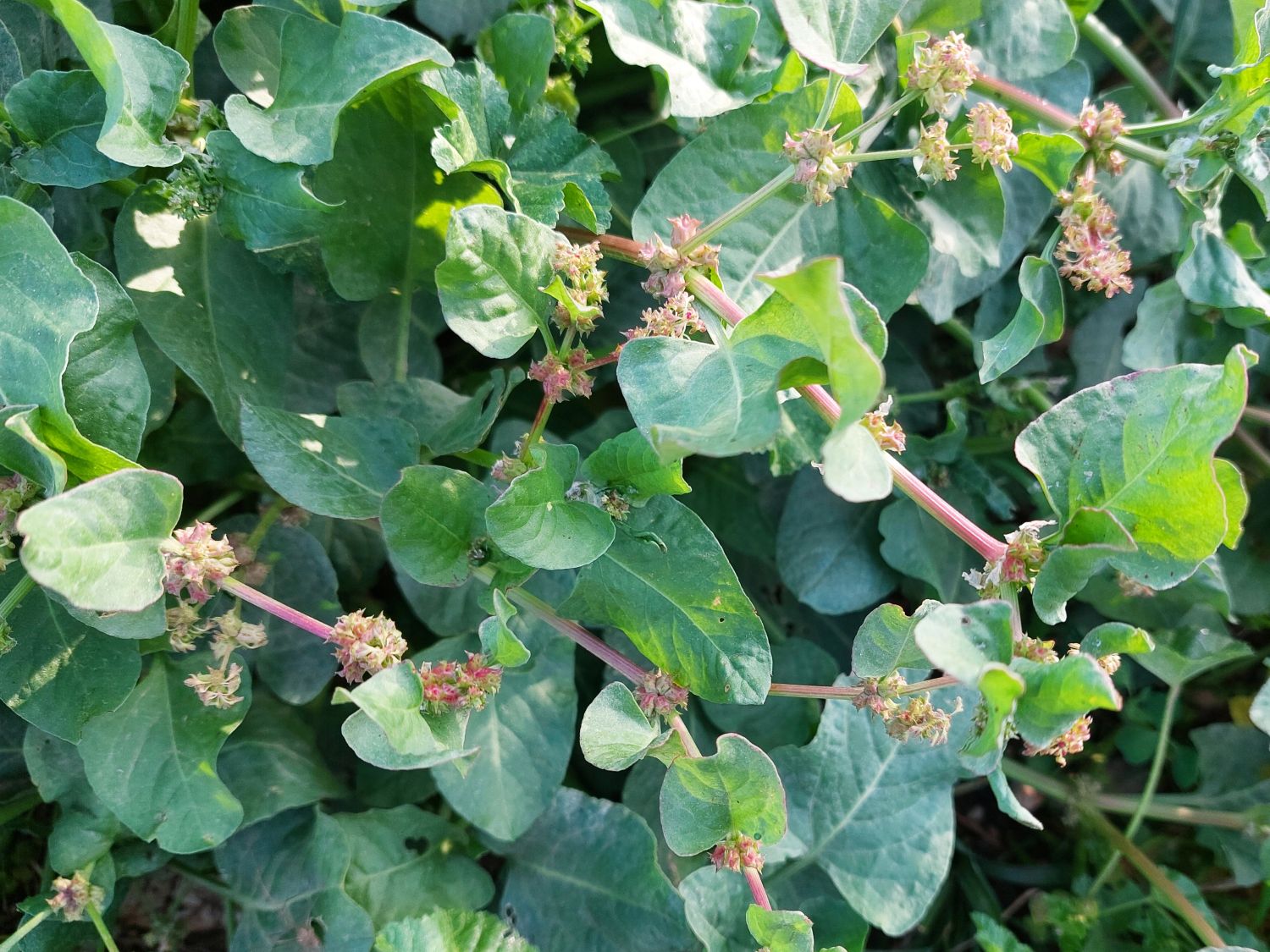 Stechampfer, Emex spinosa