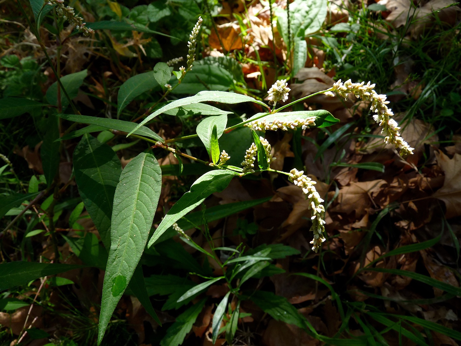 Ampfer-Knöterich, Persicaria lapathifolia