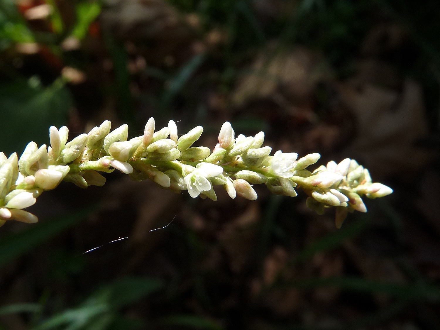 Ampfer-Knöterich, Persicaria lapathifolia