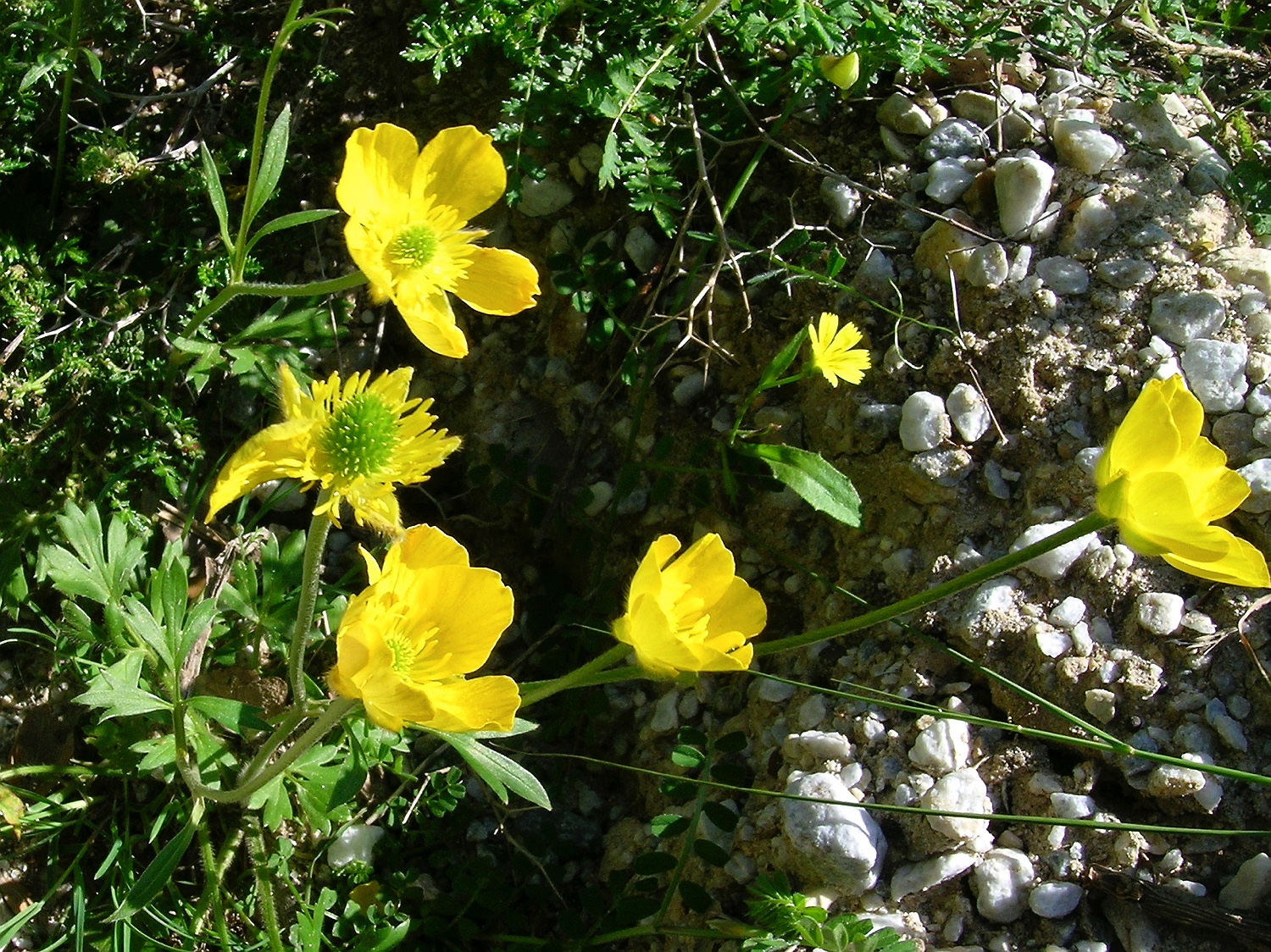 Ranunculus paludosus
