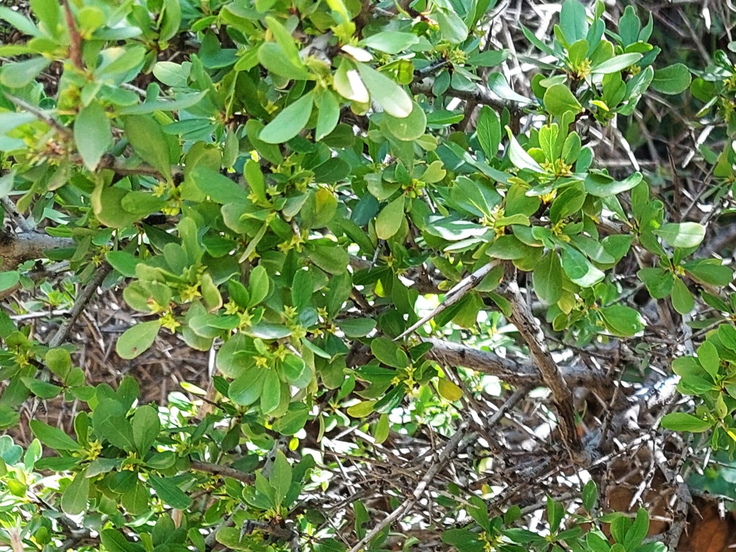 Felsen-Kreuzdorn, Rhamnus saxatilis