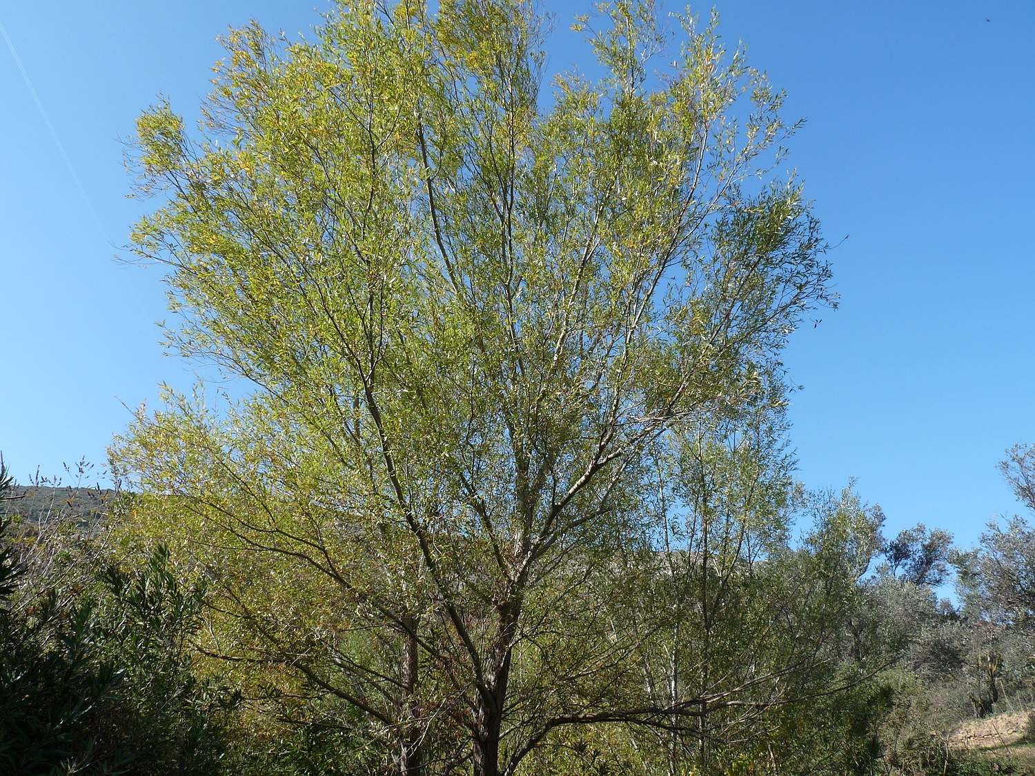 Silber-Weide, Salix alba