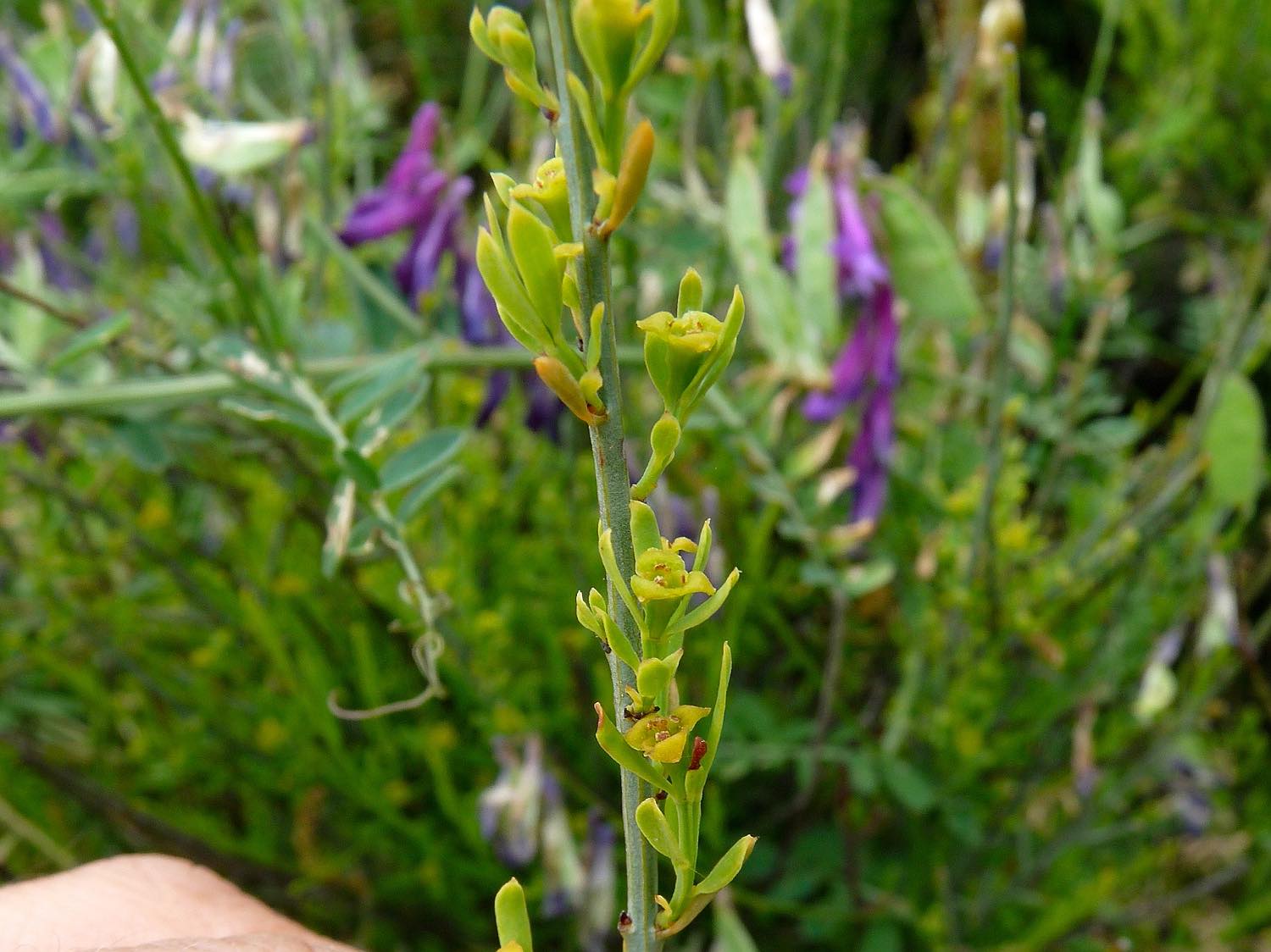 Honigduftender Rutenstrauch, Osyris alba