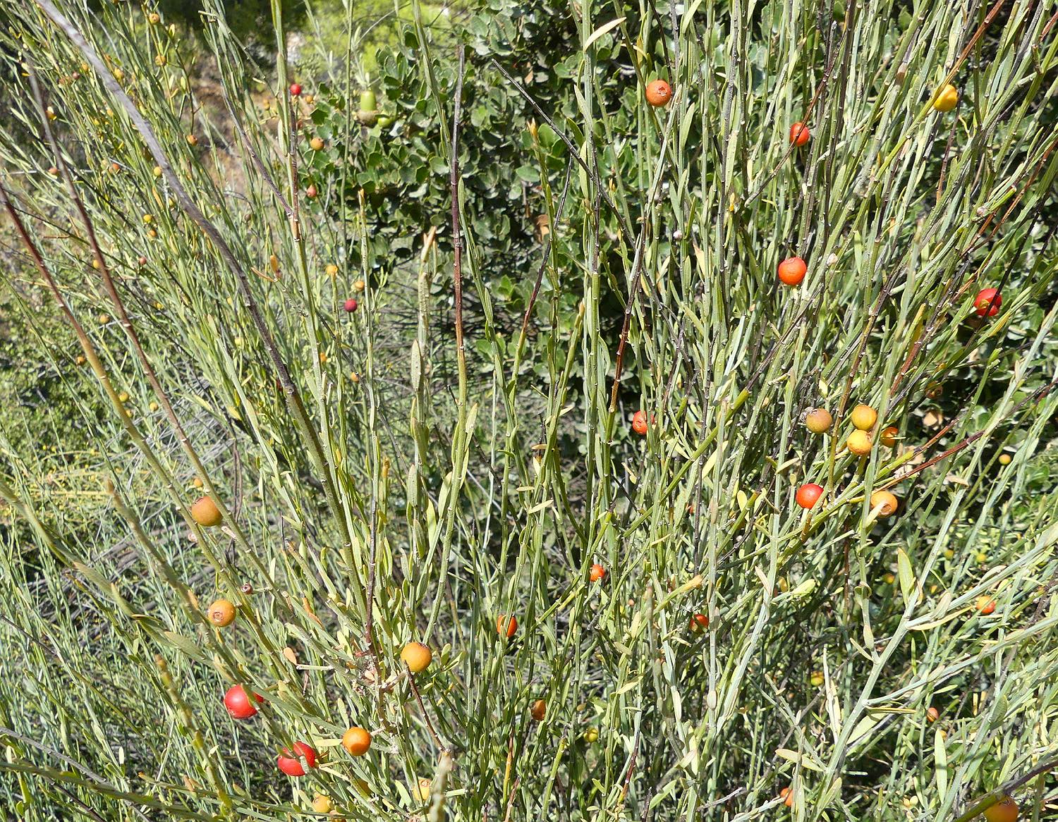 Honigduftender Rutenstrauch, Osyris alba