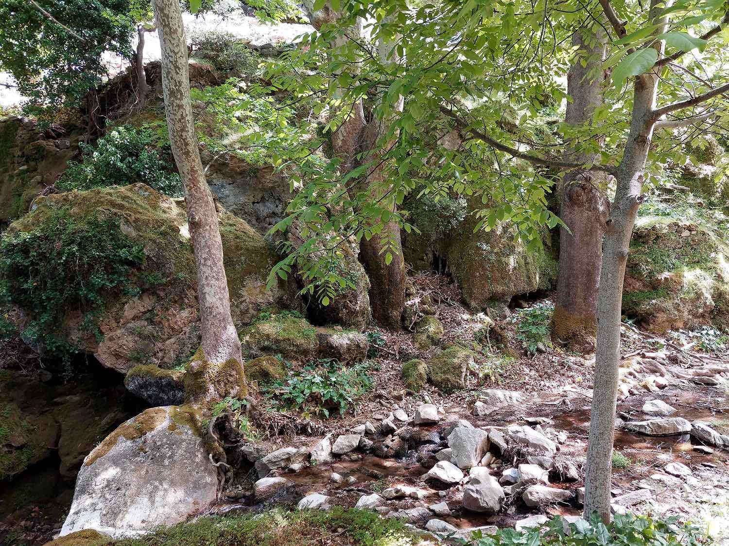 Platanen im Tal bei Provolákia bei Apiranthos