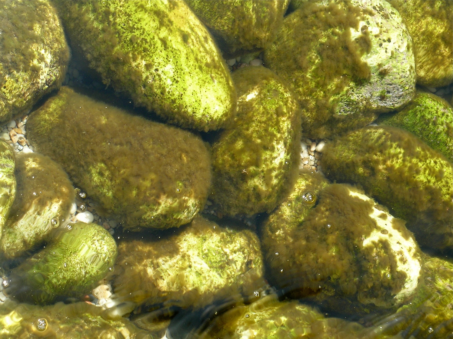 Algen im Mesolitoral