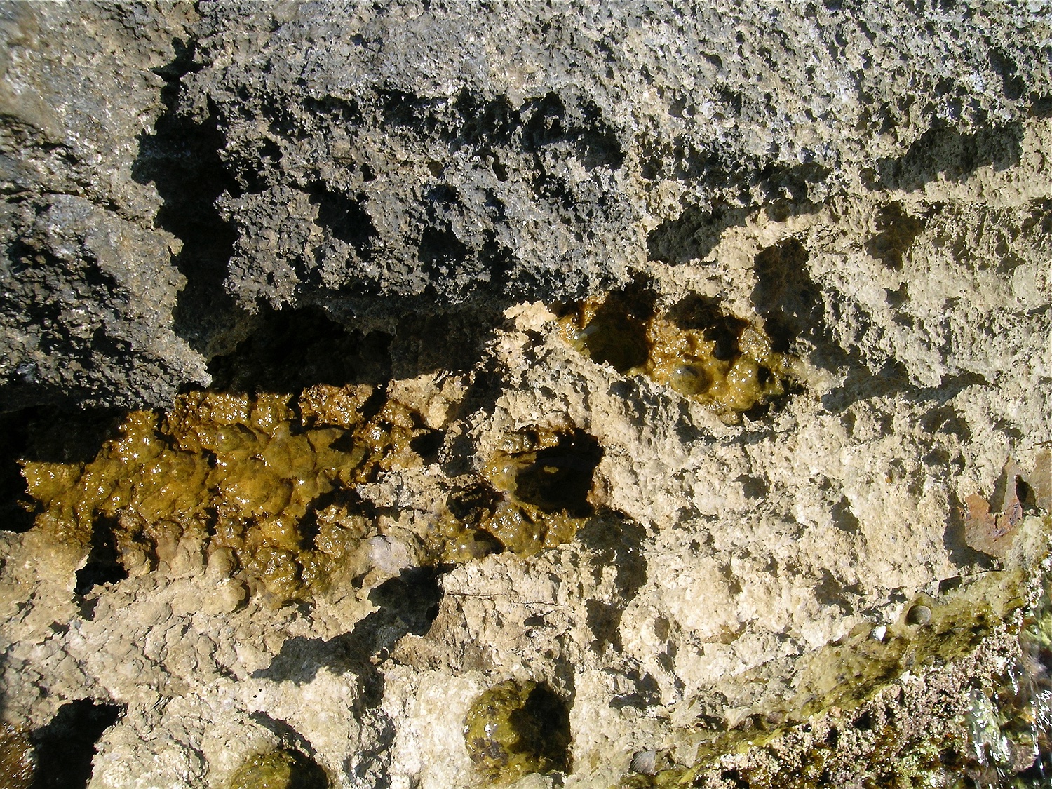 durch endolithische Blaualgen entstehende Löcher im Marmorfels im Supralitoral