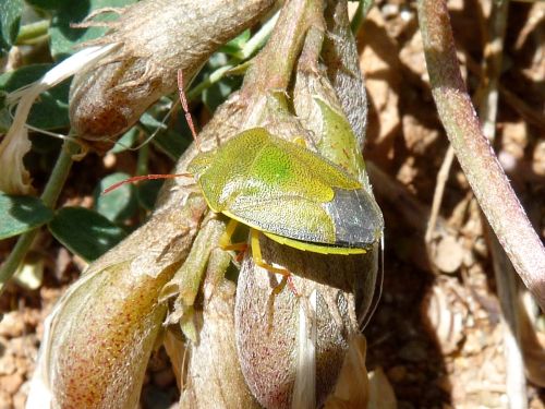 Palomena viridissima