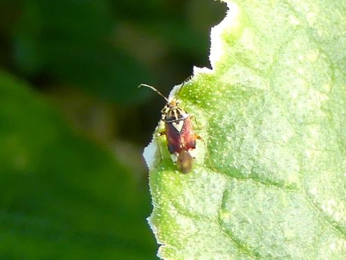 Lygus pratensis