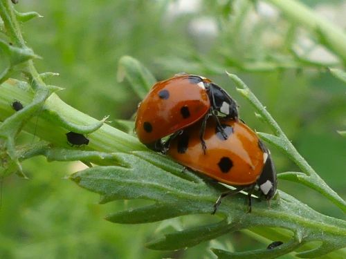Coccinella septempunctata