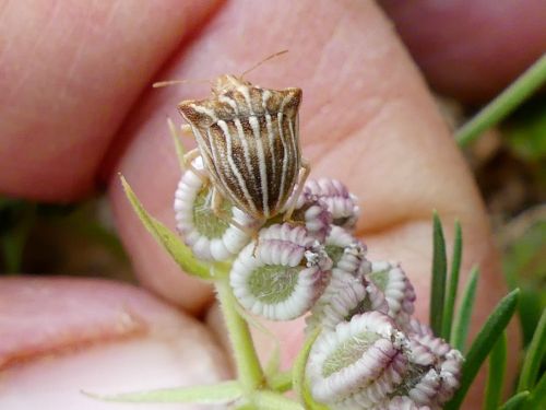 Ancyrosoma leucogrammes