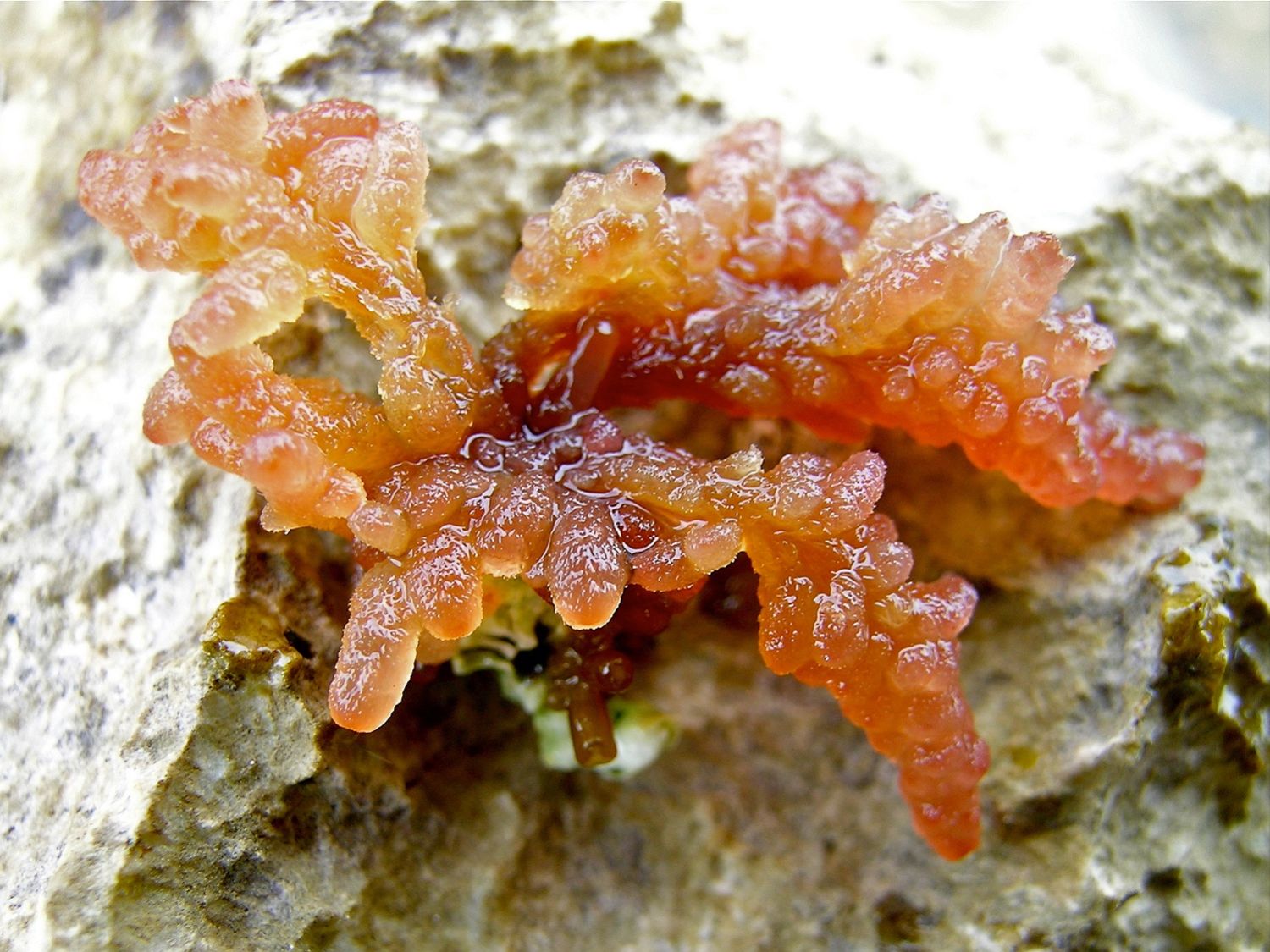 Halurus equisetifolius