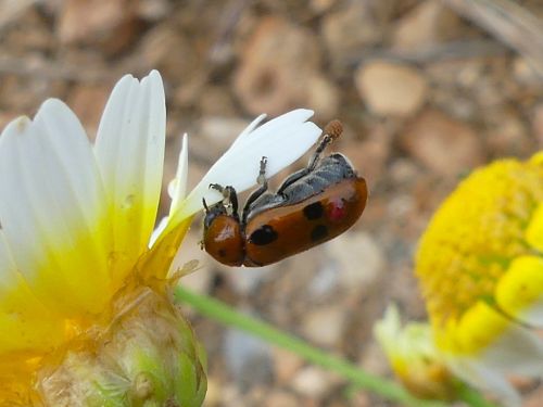 Clytra novempunctata
