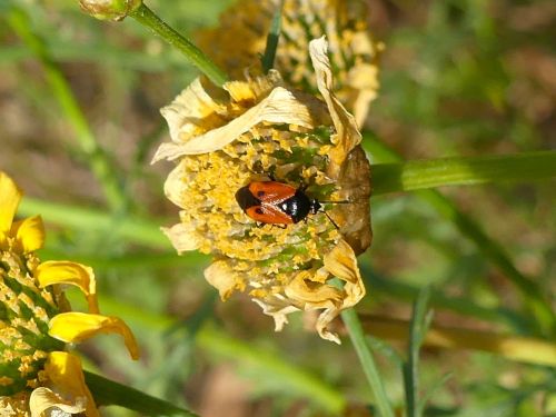 Deraeocoris rutilus