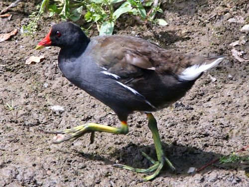 Teichhuhn