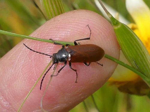 Omophlus lepturoides
