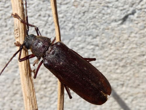 Prinobius myardi