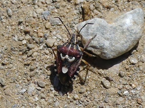 Codophila varia