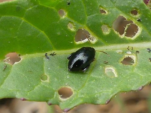 Alticinae