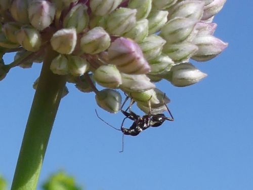 Himacerus mirmicoides