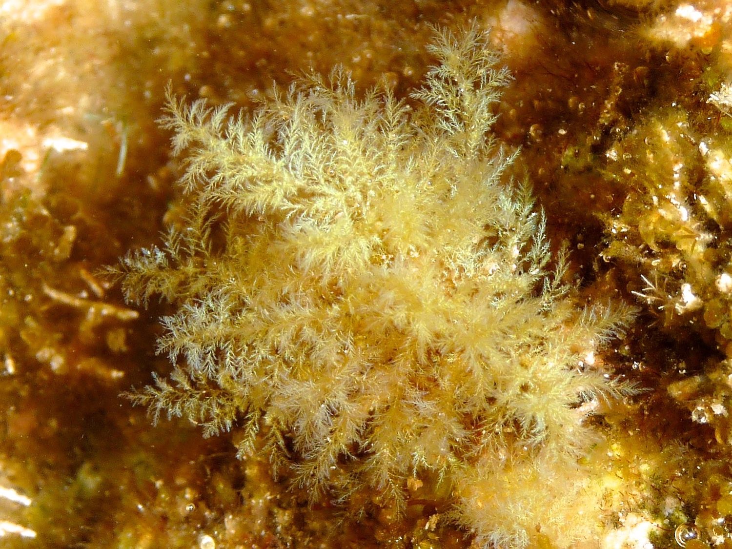 Callithamnion tetragonum