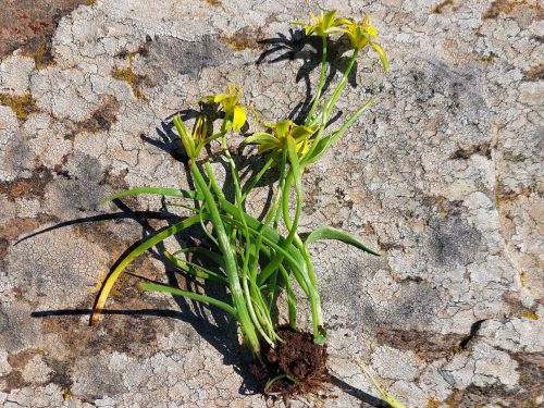 Gagea amblyopetala