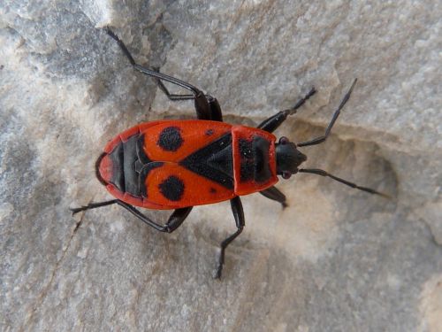 Pyrrhocoris apterus