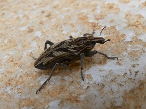 Cleonis pigra