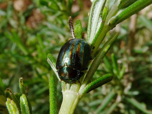 Chrysomelina americana