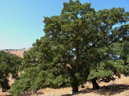 Walloneneichen-Hain am Karkos bei Apiranthos