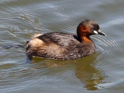 Zwergtaucher