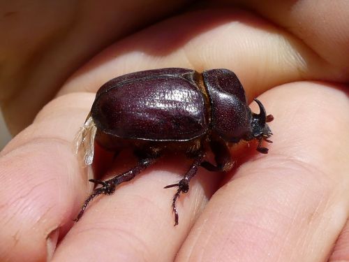Phyllognathus excavatus