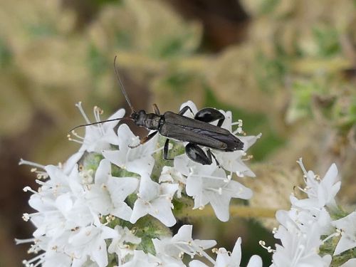 Oedemera flavipes