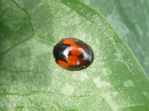 Exochomus quadripustulatus ?