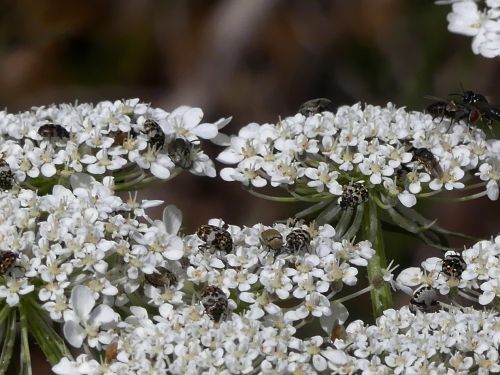 Anthrenus pimpinellae