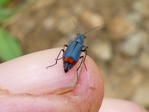 Malachius bipustulatus