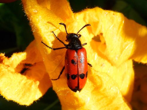 Mylabris quadripunctata
