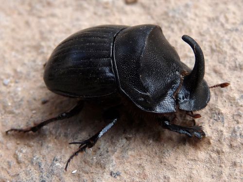 Copris hispanus